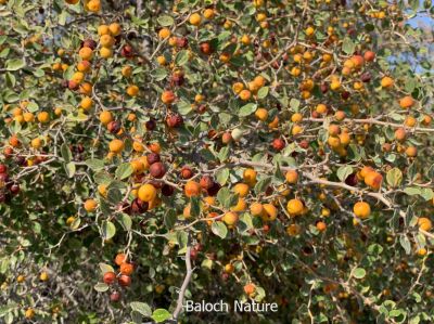 Ziziphus,  Berry

پنسیں کُنر
Pensin konar
پنس کنر ءِ یک زات ءِ کہ گیشتر کوہ ءُ ڈرّان رود ایت۔ اے باز کنتگی بیت ءُ سرا سِر کپگ نہ بیت ۔ اے مدام بُنژءَ بُنژ انت ۔ اے گیشتر اکتوبر تاں جنوری بر کنت اشیے دانگ کسان انت بلے وشیں بوہ کن انت ءُ شیرکن انت ، ءُ گڈگ ہم مزن انت ۔ وھدے زمانگ ءُ مردمان پنسیں کنر چُپتگ ءُ دوگیں شیر مان کتگ انت کہ ایشانی تام باز وش بوتگ انت ، بلوچستان ءَ مرچی ہم ب
