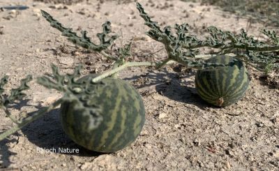 Bitter Apple CITRULLUS COLOCYNTHIS
Gonj ya Kolkoshtag
گُنج کُلکُشتگ
اے ول ریکپادیں او ھُشکاوگیں ڈگارواں رودیت، گوُانڈوین بر پر کنت - چو کٹّلُک ء وڈا گندگ کاۃنت - اشیے بر سک زھر انت، بلے اشیارا پہ دوا کارمرز کن انت - ادا گُنج دانگ انت 
