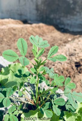 Sweet clover
ٹیٹُکی شمش
Titoki shimsh


بہار ے درگتا کشت و کشارانی توک ءَ رودیت - ورگ ءِ باز وش انت اشیے وتی تام ءِ استیں - مرچاں تربت ءَ سبری ءِ نیادی ءَ بہا ہم دست کپیت ۔ وھدے زمانگاں جنیناں ٹولی کتگ ءُ شمش ءِ چنگ ءَ شہر ءَ شتگ انت ۔

