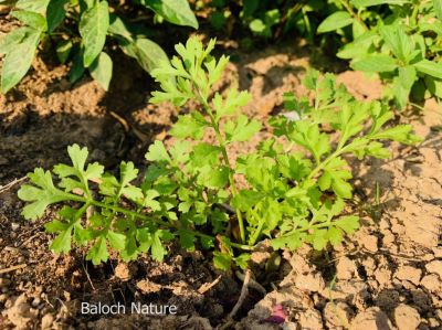 Cress, Lepidium sativum
اسپنتان 
espintan
اسپنتان بلوچستان ء پہ درمان کارمرز کن انت - اشیے دو ذات انت یکّے سُہر و دومی سیاہیں دانگ پر کن انت - اسپنتانے نرم نازرکیں تاکاں مرچاں چو سلاد ء وڈا ورنت - اشیا گیشتر باکلینکے ڈگارانی تہا چنڈنت - وھدے کہ دان کنت گڈا رْن انت و دانان ء انبار ء جم کن انت - وھدے ھاجتا کارمرز ء کن انت - بلے تنیگا اشیا چو نیادی ء وڈا نہ کش انت - اشیا ہمک مردْم وتی ھاجتے ردا کش انت
ادا اسپنتان نوک کش انت -۔
