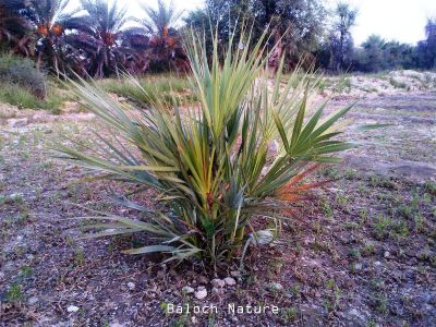Nanorrhops ritchieana
داز
Daaz

داز ء چہ پیش پیداک بیت ۔ پیش ء چہ انچیں ازباب جوڈ بیت کہ بلوچ ء زندا گوں ہمگرنچ انت ۔

