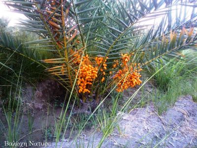 Date palm tree
بیگم جنگی ءِ گونگ
Begamjangi e gowang
بیگم جنگی ءِ گونگ بر انت ۔ بلے آئیے بر پینگ انت ۔ 
