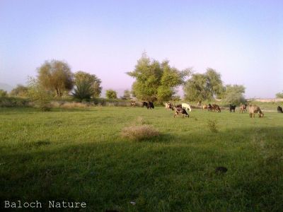 A look of Balochistan 
کہچر
Kahchar
بلوچستان ءَ موسمی ھورانی نہ گوارگ ءَ چہ کہچر ناپید انت ۔ بلے گوستگیں سال ءُ امبرے سال ِ ھورانی بوّگ چہ کہچر پدا آباد بوتگ انت ۔ اے یک کہچرے ۔
