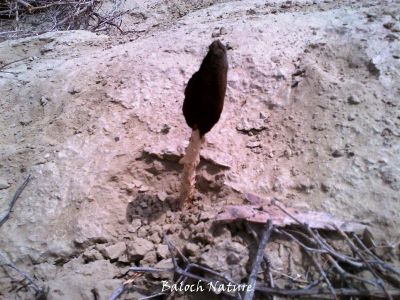 Shaggi Mushroom
پُتک 
Potk
اے ہُشتری کٹینگ انت کہ وھدے ءِ ھلاس بیت گڈا پُتک بیت ۔ پُتک بوّگ ءَ چہ اے سیاہیں پوڈر بیت کہ گونڈیں چُک چریشیا وتا بروت پر کن انت ۔ 
