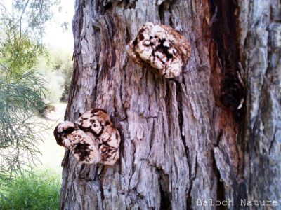Bracket fungus
درچک ءِ شیرگ
Drachk e sherag
درچک ءِ شیرگ ءُ باز جاہ ءَ درچک ءِ رینگ ہم گوش انت ءِ ۔ اے گیشتر درچکانی کُنٹاں رودیت ءُ درچک ِ کنٹ ءِ ہم رنگ بیت بلے باز جاہ ءَ سیاہ ءُ باز جاہ ءَ زرد ہم بیت ۔ اے چونایا چہ کوٹینگ ءِ یک زات ءِ ۔ باز جاہ ءَ اشیارا درمان کارمرز کن انت ءُ  بلوچستان ءَ وھدے ھور باز بہ بیت تاں مزن کُنٹیں درچکان پاز پر بیت ۔ 
