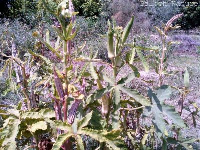 Okra. Lady finger
بینڈا
Bindi
بھنڈا یک سبزی ات کہ گرماگے بندات ء بلوچستان ء کش انت او تانسریں گرماگا بر دنت - بھڈا باز وشّیں او تامداریں سبزی ات مرچاں بھڈا ء لوٹ باز انت - اے زردیں او ڈولداریں پُل ء پر کنت او اشیے دراۃین پُل بر بنت - بھنڈیے باز نمونہے نارُشت اڈ بیت -۔

