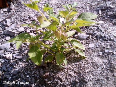 Physalis
کوہی لیلاں بلُک
Kohi Lillan balok
کوہی لیلان بلُک لیلان بلک ءِ وڑیں درچک ءِ گیشتر ماں ڈل ءُ ڈوکاں رودیت ۔ ایشے دانگ یک کسانیں ءُ تنکّیں پوش ءِ تہا انت ۔ وھدے کہ پہتہ بیت گڈا پوش ھلاس بیت ءُ سُہریں دانگ زاھر بیت ۔ باز ڈولدار انت ۔ 

