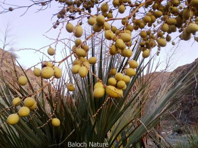 Nanorrhops ritchieana
کونر
Kounar
داز بلوچانی زندے ٹُوہیں کوُنش است - پرچا کہ بلوچ چہ داز ء تگرد، پات، گورپات، سواس، سپت، کپات اُو دگہ بازینے جُوڑ کن انت کارمرز کن انت - بلے وہدے کہ داز پیر اُو ھلاس بیت گڑا یک ھُوشے پرکنت چو مچّے وڈا پپُک پرکنت کہ کوُنر گوشنت ء وراگ تامدار انت
