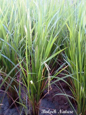 Oryza sativa (rice)
برنج
Brinj
برنج بلوچستان ءِ کوھنیں دھلان چہ یک ءِ . برنج ءِ چونایا دو ٹک انت بلے خانوادہ بے حساب انت ۔ 13000 ھزار سال پیش چین ءَ کشارورزی بوتگ ۔ بزاں اشیے بُن رودگ ایشیا انت ۔ ءَ دگنیئے توک ءَ گیشتر اشیا ءَ پیداک بیت ۔

