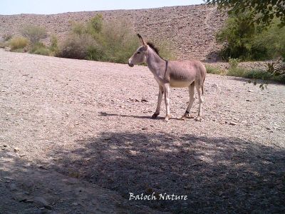 Donkey 
لاگ
Laag

بلوچستان ء درُستیں ساھدارانی آبادی پا کساس کمّ بوّان انت - ھکومتے بلوچستانے گُشگ انت کہ ھرے آبادی ودّان انت - چوش مہ بیت کہ یکروچے بلوچستان ء ھرّ دزگیر بکن انت ؟؟؟؟؟ بلے منی ھیالا انّو ھم بلوچستانا ھرانی ھکومت انت ؟؟؟؟؟ ھاھاھاھآ
