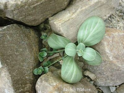 Schweinfurthia Papilionacea
دُروھُند
Drohond
اے یک کسانیں بوٹگ ء - ڈلپادیں ھند دمگاں پیداک بیت - اشیا گیشتر پہ درمان ء کارمرز کن انت - کیچ ء ہند دمگاں باز انت 
