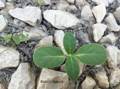 Calotropis Procera

کرگ
Karag
ء اسپیتچکیں درچک ء گیشتر ماں جنگل و میداناں رودیت اے گلابی نمونگیں ڈولداریں پل پر کنت امب ء وڑین بر پر کنت - کرگ سال ء دوازدہیں ماھاں سبز ء پل ء بر انت - بلوچستان ء گیشتر ہند و دمگاں کرگ رودیت - کرگ ء درمان جاہ ء کارمرز کن انت

