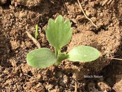 A weed
کُچک پَد
Kochik pad
کچک پد یک وت رودیں کاہے کہ کشتگیں ڈگارانی نہا رودیت ۔ گیشتر بانکلینکانی ڈگارانی تہا رود ایت ۔ اے کسان انت کسانیں پُل پر کنت ءُ آئیے تک چو کُچک ء پدے وڑا انت چمیشکا اشیا کُچک پد  گوش انت ۔
