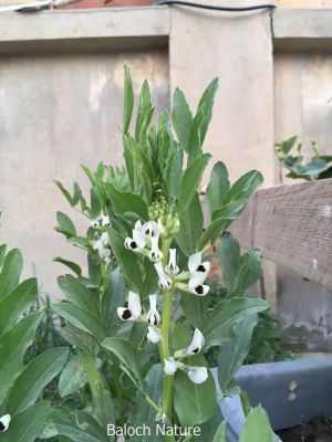 Vicia faba or Faba bean
Bakalaink
باکلینک
بانکلینک بلوچانی کوھنیں کشارے، باز نازرکیں پسل ء 5 فٹ ء برز بیت - اشیا نومبرا کش انت او مارچ ء گڈسرا موش کن انت - بانکلینک نازرکیں کوسرکاں نارُشت کن انت وھدے ھشک بنت گڈا اشیا ڈلوک ء سرا ڈل انت او نارُشت کن انت - او آمین ء درگتا کوّل کن انت ناہے گونا ورنتے اے ھمک ّوھدا کار دنت -۔
ادا باکلینک پُل انت ۔
