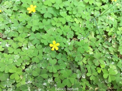 Creeping wood sorrel, Oxalis

Shahri Tropshok
شہری تُروپشوک
اے یک ہنچیں وترودیں کاہے کہ کم کمّا تانسریں کشار کُتگیں ڈگار ء پُوچنت - اشیے دل ء نمونگیں تنکّیں تاک انت - زردیں پُل پر کنت - کسانیں کوسرک پر کنت - اے گیشتر کوہدامنیں ڈگاراں رودیت - کوہ ء مردم ایشیارا شہری ترپشُک گوشنت - اشیے تاک ترپش انت -
