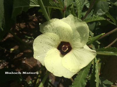 Okra - lady finger
بھنڈا
Binda
 بنڈا پُل انت 
بھنڈا یک سبزی ات کہ گرماگے بندات ء بلوچستان ء کش انت او تانسریں گرماگا بر دنت - بھڈا باز وشّیں او تامداریں سبزی ات مرچاں بھڈا ء لوٹ باز انت - اے زردیں او ڈولداریں پُل ء پر کنت او اشیے دراۃین پُل بر بنت - بھنڈیے باز نمونہے نارُشت اڈ بیت ۔
 	 	 


