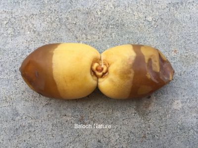 Abnormal Date
پینگ
Pinnag
پینگ ءِ پوگس انت ۔  پینگ چہ مچ ء گنش برابر مہ بیت ۔ مچ پینگ بیت بزان یک سرُمپگ ءَ دو سے دانگ پپُک پر بیت ۔پینگ ءُ گڈگ مان نیست ۔ ءُ پینگے ناہ تام دار نہ انت ۔ بلوچستان ءُ مدام پنگ ءَ بُر انت ءُ پساں دینت ۔ 
