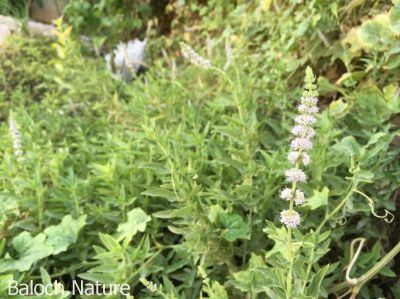 Mentha spicata
پُرچینک
Porchink
پُرچینک یک کسانیں کاہ ءِ بلوچستان ءَ گیشتر کوہستگ ءَ کشاورز کتگ۔ اے پہ دوا کارمرز کنگ بیت ۔ بلے بلوچستان پُرچینک گیشتر ھُشک کتگ بورینتگ ءُ ناہ ءَ مان کتگ انت ۔ مرچاں اشیا گیشتر سیاہ چاہ ءَ مان کن انت۔ اے چو پودینہ وڑین ات بلے اشیے تاک چرایا دراج تر انت ءُ تام ہم چہ پودینہ ءَ تامدار تر انت ۔
