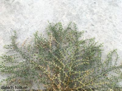 FAGONIA INDICA

Karkawag
کرکاوگ
اے کسانیں بوُٹگ ء کہ زمین ء دیم ء پراہ روت - اشیا چو شزّ ے وڈا کُنٹگ پر - کسان کسانیں گُلابی گونگیں پُل پر کنت - اشارا دلوت پا چرگے واستہ حُب ناک نا انت بلے اشیارا گیشتر تہلگ ء واستا کارمرز کن انت
