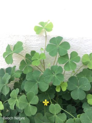 Creeping wood sorrel, Oxalis

Shahri Tropshok
شہری تُروپشوک
اے یک ہنچیں وترودیں کاہے کہ کم کمّا تانسریں کشار کُتگیں ڈگار ء پُوچنت - اشیے دل ء نمونگیں تنکّیں تاک انت - زردیں پُل پر کنت - کسانیں کوسرک پر کنت - اے گیشتر کوہدامنیں ڈگاراں رودیت - کوہ ء مردم ایشیارا شہری ترپشُک گوشنت - اشیے تاک ترپش انت -


