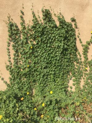 Ridge Gourd - Luffa

توری
Tori
توری یک سبزی زانگ بیت، بلے بلوچستان ء سبزی نہ انت - بلے مرچی باندا بلوچستان ء گیشتر مردم وتی باگاں کش انت ء- توری گیشتر پہ نارُشت کارمرز بیت - توری نارُشت باز تامدار انت - وھدے کہ توری پیر بیت گڈا پُونس بیت - پونس ء چہ مردم زورنت رزارن شودنت پر او جان ہم شودانت -۔

