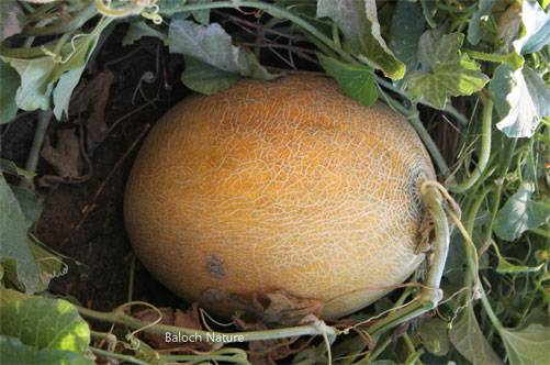 Sweet melon
سردا
Sarda
