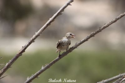House sparrow Chick
جنگُل ء پڈّ
Jengol e Padd
جنگل کسانیں بالی مُرگ ء گیشتر انسانانی کش و گواراں وتارا آباد کنت - جنگل بلوچستان ء بانانی جنگلیانی تہا کدو جوڈ کنت و چُک و بر کنت - جندے کسان انت بلے آواز باز بُرز انت اگاں تئِ لوگے کش و گواراں آباد بہ بیت گڈا ترا واب ء نیلیت - اے اکس جنگُل ء پڈّ انت بزان جنگُلے چُرو انت -۔ 

