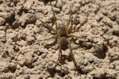 Spider
مُوکو
Moko

