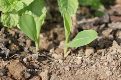 Maize
مکئی
Makkai
مکئِ بلوچستان ء کشارکم کن انت پرچا کہ اشیا دانگ ء تاپنت و ورانت - مرچاں چہ مکِئ وراگی ٹیل جوڈ کن انت ۔ ادا مکئی دو تاکو انت 
