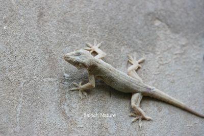 Gecko

کِٹٹار
Kittar
کِٹار کسانیں ساہدارے کہ گیشتر ماں لوگانی دیوالاں وتی لوگ زانت۔ بلے کوہاں ہم است انت کہ کوہانی دیم ءُ کنڈورانی چیرا زندگی ءَ گوازین ات ۔ اے بالو کٹگ کاسلو کرم ہمے وڑیں لولوک وارت۔

