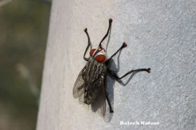 Fly
Magisk
