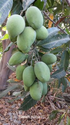 Mango
امب
Amb
امب ایشیائی میوہ ات ۔ گیشتر ماں انڈیا، بنگلا دیش، پلپین ءُ پاکستان ء پیداک بیت ۔ اے شریں جاگہان 35 میٹر تاں 40 میٹر بُرز بیت ۔ 6 میٹر اشیے اُنڈال زیر زمیں روانت ۔ اے 300 سال ء گیش زندگ بوت کنت ۔ اشیے برانی وشتامی ء چے دگنیائے گیشتر ورگ بیت ۔ 

