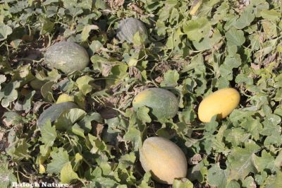 Sweet melon
سردا
Sarda
دگنیائے توک ءَ تیجگ ءِ باز نسل انت بلے اے تیجگ کہ بلوچستان ءَ دست کپ انت گیشر چہ ہوروپ ءِ تیجگانی نسل ءَ گندگ بنت ۔ بلے مرچی باندا سردا ءَ تیجگ بلوچستان ءَ کشگ بوگان انت اے ہم چہ ایشیا ءُ یوروپ ءَ چہ سیادی کن انت ۔ بلے اے چہ انڈیا ءُ پپنجاب ءِ ءیمگا سر بوتگ انت ۔
