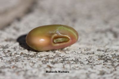 Black-eyed Bean
ماک
Maak
اک بلوچستان ء ڈگار او کُچّگاں مرچی ہم زینت انت ، ماک دراجیں کوسرک پر کنت کہ اسپیت گونگ انت - ماک ہم بلوچستان ء یک دھل ء زانگ بیت - ماک ء کُوّل باز تام دار انت - ماک ء کشار ہم سبز او ڈولدار انت -۔
