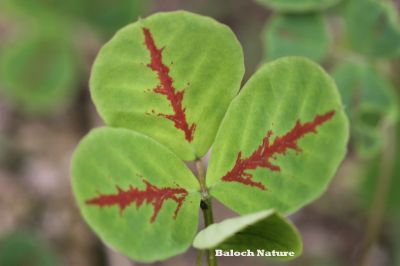 Sweet - clover
شمش
Shimsh
بہار ے درگتا کشت و کشارانی توک ءَ رودیت - ورگ ءِ باز وش انت اشیے وتی تام ءِ استیں - مرچاں تربت ءَ سبری ءِ نیادی ءَ بہا ہم دست کپیت ۔ وھدے زمانگاں جنیناں ٹولی کتگ ءُ شمش ءِ چنگ ءَ شہر ءَ شتگ انت ۔ 
