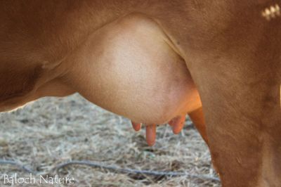 Cow breast
مادگ ءِ ماھِگ
Madag e maheg
مادگ ءِ ماھگ پر بیت بزاں اے مادگ شیر باز دنت اگاں ماھگ گونڈ بہ بیت گڈا آ مادگ شیری ءِ نہ بیت ۔ چمیشکا مردم دلوتانی ماھگ ءَ چارنت ءُ دلوت بہا زور انت ۔ اے مادگ یک شیری مادگ ءِ ۔ 

