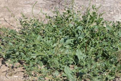 Indian Spinach
پالک
Palik
پالک بلوچستان ء کاہُک نہ انت بلے مرچاں پالک بلوچستان کش انت او کاروبار ہم کن انت - پالک ء نارُشت باز تامدار بیت .

