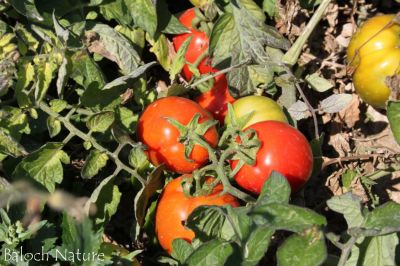Tomato
چماٹُک
Chamatok
بلوچستان چماٹوک ء واستہ باز جوانیں جاگہ ات ۔ زمستان بلوچستان ء گرمیں ھند و دمگ باز جوان انت چوش کہ سبی نصیرآباد مکران بیلہ زمستان چہ رند پنجگور خاران جھالوان ۔ گرماگ ء سراوان ء کش وُ گور پہ چماٹوک ء باز جوان انت 
