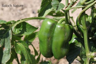 Bell pepper
شرکنین پلپل
Shirknin pilpil
شرکینین پلپل چہ بُندر ءَ میکسیکو امریکہ ءِ کشار انت ۔ مرچاں ہرجاہ کشت ءُ کشار بیت۔ اشیے باز رنگ انت بلے سے رنگ باز کار مرز بیت ۔ چوش کہ سبز سُہر ءُ زرد ۔ اے سلادانی تہا باز کار مرز بیت ۔ 
