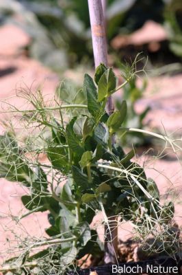 Pea. Pisum sativum
مٹر
Matar
مٹر یک کوھنیں ءُ کدیمیں سبزی ءِ زانگ بیت ۔ مٹر کسانیں کوسرک ءِ پر کنت کہ اشیے تہا دو تا دہ دانگ مان بیت ۔ اے چار ھزار پیش چہ مسیح دریائے نیل ءُ دجلہ ءُ فرات ءِ کش ءُ گواراں کشت ءُ کشار بوتگ ۔ دو ھزار پیش مسیح مٹر ءِ رند پد دریائے سندھ ءِ کش ءُ گواراں است انت ۔ مٹر گیشتر نارشت کن انت ۔بے مٹر ءَ گوشت ءَ ماھیگ ءُ دگہ سبزیانی تہاھور گرادنت ۔ کہ باز تامدار انت ۔ 

