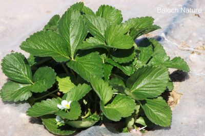 Strawberry
اسٹرا بیری
Strawberry
اسٹرا بیری اٹلی ءِ جنگلی میوہ ات ۔ اشیے اولی باگ فرانس ءَ 18 ہمی قرن ءَ جوڑ کتگ۔ بلے چریشیا پیش 14 ہمی قرن ءَ فرانس ءِ بادشاہ چارلس پنچمی ءَ اولی رند ءَ اسٹرا بیری وتی محل ءِ باگ کشتگ ۔ مرچاں ہمک جاہاں اشیارا کش انت بلے انگتہ بلوچستان ءَ اے کشگ نہ بوّگ انت ۔ اسٹرا بیری کسانیں کاہ ءِ کہ ڈولداریں اسپیتیں پُل ءِ پر کنت ءُ ہمے وڑا سُہریں بر پر کنت ۔ اشیے بر باز تام دار انت ۔ اے اسٹرا بیری ءِ درچک انت ۔ 
