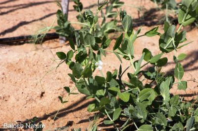 Pea. Pisum sativum
مٹر
Matar
مٹر یک زمستانی دھل ءِ کہ سال ءِ یک رندے کشار دنت ۔ مرچاں مٹر دگنیائے چاریں کنڈاں دست کپیت بلے چونایا اشیے روتگ بزاں کوہن تریں چاگہ دریائے نیل ءِ کش ءُ گواراں چیا کہ ادا اشیے نشاں چار ہزار ءُ پنچ سد سال چہ پیش مسیح دست کپتگ انت ءُ ھند ءَ اشیے دو ھزار پنچ سد سال پیش مسیح نشان دست کپتگ انت ۔ اے سبزی ءِ ءُ اشیا ھرچ وراگ ھور مان کن انت ۔ اے باز تامدار ءُ طاقت دیوکیں سبزی ات ۔ 
