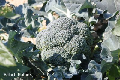 Broccoli
سبزیں گوبی
Sabzin gobee
سبزیں گوبی چونایا اٹلی ءِ جہمنندیں سبزی ءِ ۔ اشیا گیشتر بُخار ءُ لہڈ دیینت ءُ ورانت ءِ ۔ مرچاں اے دگنیائے چاریں کنڈاں دست کپیت۔ اے سبزیں پُل ءِ کہ باز مزن انت  ۔ ہمے پُل ءَ لہڑ دیینت بزاں کوّل کن انت ءُ نوش جان کن انت ۔ اے باز تامداریں ۔ 
