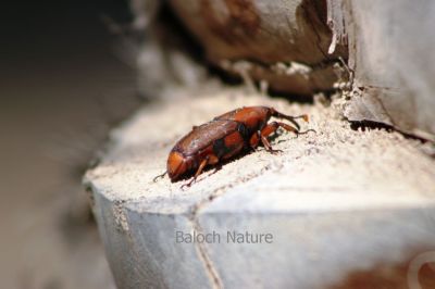 Red palm weevil, Rhynchophorus ferrugineus,
توگ
Togg
توگ یک کڑوک ءِ کہ گیشتر مچانی کُنٹاں ٹنگ کنت اے نہ ایوک ءَ مچاں بلکن شیتاں پیش ءُ کوپڑائے مچاں ہم تاواں دنت ۔ اے مچّے کنٹانی توک ءَ روت تاں مچّے کونش ءَ وارت کہ مچ مرگ ءَ دیر نہ کنت ۔ اے کڑوک دگنیائے ہمگ نیمگا است بلے گیشتر امریکہ ءُ ایشیا ءَ دست کپیت ۔ اے بلوچستان پنجگور ءُ زعمران ءِ ھنداں است انت ۔ 
