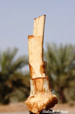 کوُنش
Konsh
کونش چہ مچّ ء پیداک بیت - بزان ہما مچّ کہ کار نہ دنت یا کہ ھرابیں جاہے کشتگ گڈا آیا گواجنت و پاچنت ء آ کونش جوڑ بیت - بلے چونایا مچّے کشگی یا تیوگ ء مدامی درکن انت کونش کن انت گونڈواں دیینت کنش اگاں مچ گونش ء درگتا بہ بیت گوڈا تامے وشتر بیت

