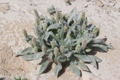 Plantago boissier
دانیچک
Danichk
دانیچک یک کسانیں کاہ ات، بلے بلوچستان ءَ اشیے ٹوھیں ارزشت ءِ بوتگ ، دانیچک ءِ چنگ ءَ جننیناں سپت زُرتگ ءُ جنگل ءَ پہ دانیچک ءِ چنگ ءَ شتگ انت ۔ دانیچک زرتگ پنگ جوڑ کتگ انت ، بلے مرچاں آ پیشی وھد گوستگ انت ، نوں کس وتی سراں دانیچک نہ جنت ۔ چونایا دانیچک دوائے کہ لاپ ءِ بادینگ ءَ شر انت ۔


