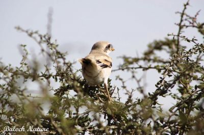 Steppe Grey Shrike
Naryanch Kambaren
نریانچ کمبریں
اے مستریں نریانچ انت کہ کمبر کمبر انت توباز مردم اشیا کمبریں نریانچ گوشیت - باز جاہ ء اشیا نگرانچ او نرگہانچ ہم گوشنت - اے سیاہ او اسپیت بزاں ٹک او ٹگار یا کمبر انت - اے کسانیں لولوک بزاں کیپک گرّی باگاڑ روگن ریس او مُشک اردک ہم گپت او وارت - ۔

