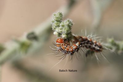 caterpillar 
پُژی کرم
pozhi kerm
