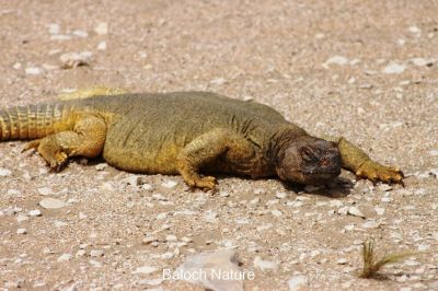 Spiny-Tailed Lizard
پٹ ماھیگ
Pat_Maheeg
پٹ ماھیگ ءَ باز جاگہ گوج ہم گوش انت بلے اے چہ گوج ءَ جتا انت ۔ گوج مُدامی آپ ءِ کش ءُ گوراں گردیت ءُ مُرگ ماھیگ دگہ ساہدار شکار کنت بلے پٹ ماھیگ ایوکا کاہ ُ درچکی تاک چنت وارت ، اشیے دنتاں کسانیں ارتین انت، ۔اشیا دمب ترندیں کنٹگ پر کہ وتی جند ءَ چہ دگر رستراں بہ رکین ات ۔ عرب ملکاں اشیا پہ شوک ورانت ۔ اشیے گوشت چو ایدگہ دلوتانی پیما تام دار انت ۔ اے بلوچستان روچدرتکی ءُ تیاب دپی ھندا کم کم ءَ است انت۔ ادے مردم گیشتر ایشیے پیگاں کش انت ءُ دوا کارمرز کن انت ۔ اے ھیک دنت ۔ ءُ زمستان ءَ گیشتر ھونڈان انت ڈن ءَ در نہیت ۔

