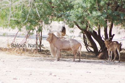 Barbary Sheep 
 Koh Gorand
 کوہ گُرانڈ
یک وھدے بوتگ کہ ببری کوہ گرانڈاں بلوچستان ء کوہاں جُپت جتگ - بلے مرچی باندا ناپید انت - او انگتہ ایشانی شکار کنگ ء بلوچ وتی شان زان انت ، بلے زنگیں راجان اے ساہ دارانی شکار کنگ جرم ء زانگ بیت -۔
